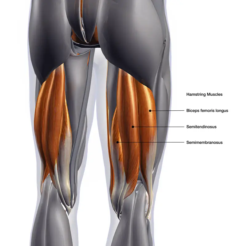 An anatomical diagram of the hamstrings muscles 