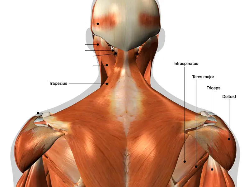 Anatomical diagram of the shoulder